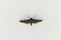 Nacoleia charesalis