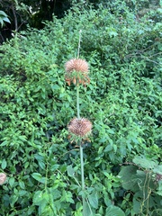 Leonotis nepetifolia