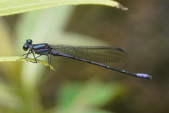 Argia oculata