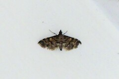 Nacoleia charesalis