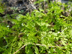 Chaerophyllum procumbens