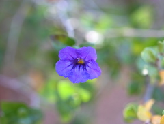 Ruellia californica peninsularis