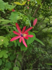 Passiflora edmundoi