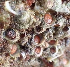 Petaloconchus montereyensis