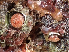 Petaloconchus montereyensis