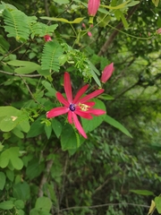 Passiflora edmundoi