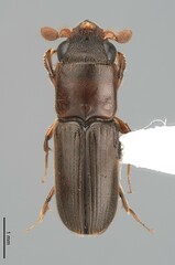 Platypodinae