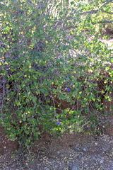 Ruellia californica peninsularis