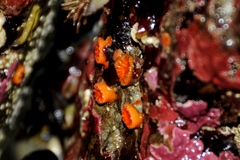 Balanophyllia elegans