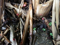 Marasmius haematocephalus