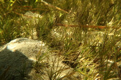 Zostera