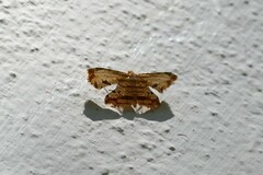 Thyrididae