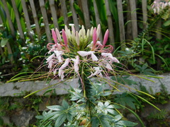 Cleome houtteana