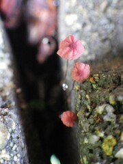 Marasmius haematocephalus
