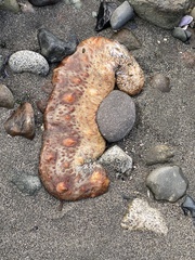 Apostichopus californicus