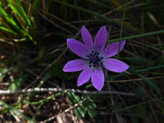 Anemone hortensis