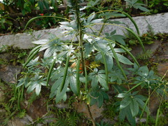 Cleome houtteana