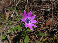 Anemone hortensis