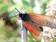 Zygaena purpuralis