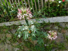 Cleome houtteana