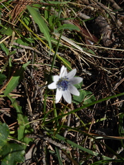 Anemone hortensis