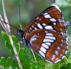 Neptis rivularis