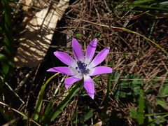 Anemone hortensis
