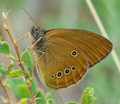 Coenonympha oedippus