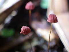 Marasmius haematocephalus