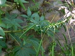 Cleome houtteana