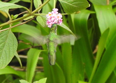 Chlorostilbon lucidus