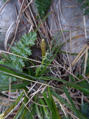 Carex caryophyllea