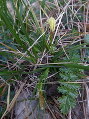 Carex caryophyllea