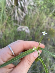 Caperonia castaneifolia