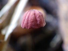 Marasmius haematocephalus