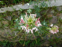 Cleome houtteana