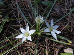 Ornithogalum gussonei