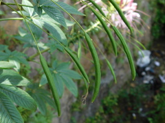 Cleome houtteana