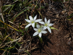Ornithogalum gussonei