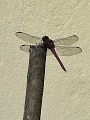 Orthemis ferruginea