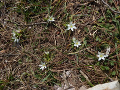 Ornithogalum gussonei