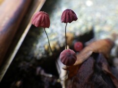 Marasmius haematocephalus