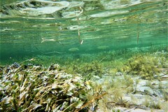 Aldrichetta forsteri