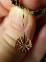 Marasmius haematocephalus