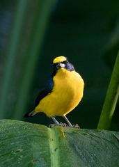 Euphonia laniirostris