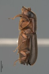 Platypodinae