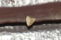 Anachrostis