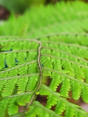 Macrothelypteris torresiana