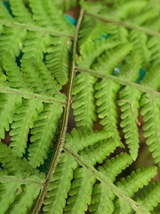 Macrothelypteris torresiana