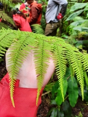Macrothelypteris torresiana